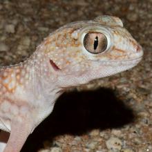 Namib Giant Ground Gecko