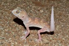 Namib Giant Ground Gecko