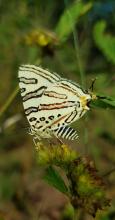 Cigaritis natalensis