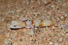 Gecko, Cape Cross Ground