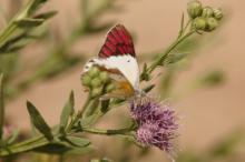 Colotis celimene