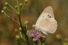 Colotis eris