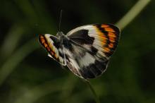 Colotis evenina