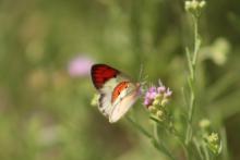 Colotis danae