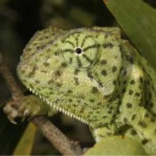 Common Flap-neck Chameleon