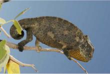 Chameleon, Common Flap-neck