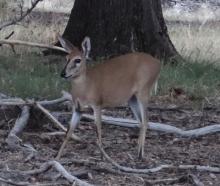Common Duiker
