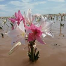 Crinum paludosum