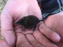Swamp musk shrew