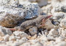 Tiny musk shrew