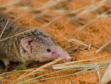 Lesser red musk shrew