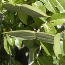 Cryptostegia grandiflora - Rubber vine