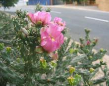 Cylindropuntia imbricata
