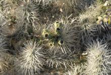 Cylindropuntia pallida