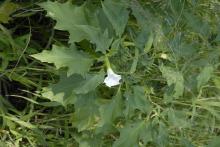 Datura ferox