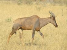Tsessebe