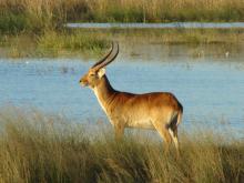 Red lechwe