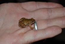 Puddle Frog, Snoring