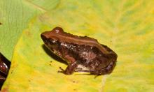 Puddle Frog, Small