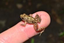 Puddle Frog, Dwarf