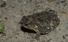 Pygmy Toad, Northern