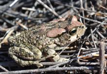 Toad, Raucous