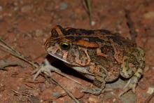 Toad, Guttural