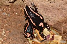 Rubber Frog, Banded