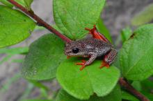 Reed Frog, Angolan