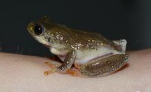 Reed Frog, Painted