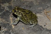 Toad, Guttural