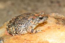 Pygmy Toad, Hoesch's