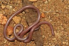 Damara Thread Snake