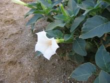 Datura inoxia