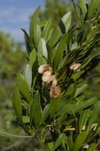 Dodonaea viscosa var. angustifolia