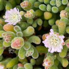 Drosanthemum luederitzii