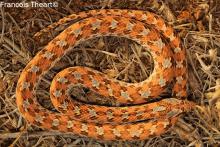 Dwarf beaked snake