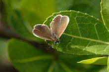Eicochrysops hippocrates