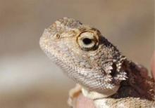 Agama, Etosha Ground