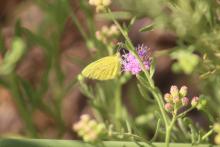 Eurema hecabe