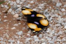 Junonia hierta