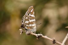 Cigaritis phanes