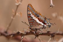 Charaxes jasius