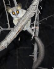 Southern African Bush baby