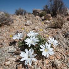 Gazania jurineifolia