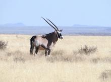 Oryx