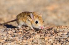 Bushveld gerbil