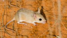 Pygmy gerbil