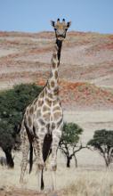 Giraffe