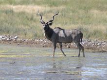 Greater kudu
